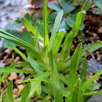 Leontopodium kurilense Leaf