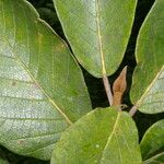 Ficus velutina Hoja