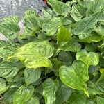 Alocasia cucullata Feuille