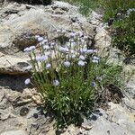 Globularia vulgaris Habitus