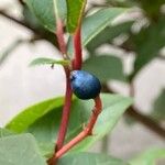 Viburnum tinus Frucht