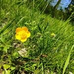 Ranunculus tuberosus Flor