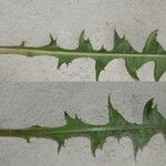 Taraxacum fasciatum Leaf