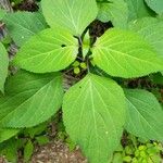Collinsonia canadensis Hoja