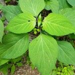 Collinsonia canadensis Blatt