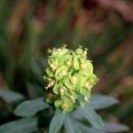 Euphorbia esula Other