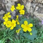 Ranunculus cortusifolius Flor
