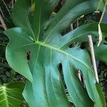 Monstera deliciosa Leaf