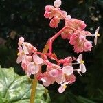 Begonia obliqua Flor