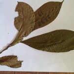 Chrysophyllum pomiferum List