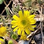 Pulicaria arabica Fula