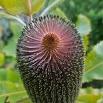 Banksia robur Цвят