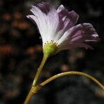 Lewisia congdonii Blomma