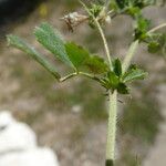 Medicago polymorpha Ŝelo