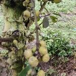 Ficus hispida Fruit