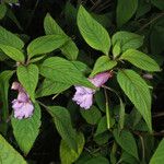 Impatiens arguta Hábito