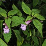 Impatiens arguta Habit