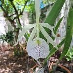 Brassavola nodosa Flor