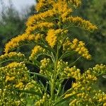 Solidago chilensis 花