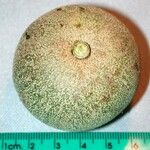 Chrysophyllum venezuelanense Fruto