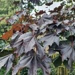 Acer pseudoplatanus ഇല