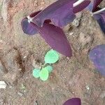 Oxalis triangularis Blatt