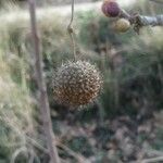 Platanus × hispanicaFruitua