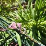 Watsonia borbonica Blüte