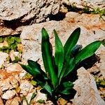 Drimia pancration Hoja