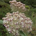 Asclepias eriocarpa Квітка