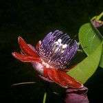 Passiflora gabrielliana Flower