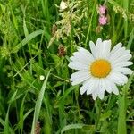 Leucanthemum ircutianum Квітка