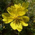 Potentilla hirta Flower