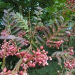 Sorbus vilmorinii Leaf