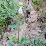 Leucanthemum ircutianum Характер