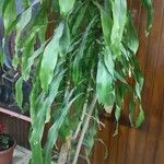 Dracaena fragrans List