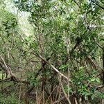 Rhizophora mangle عادت