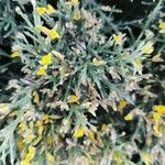 Genista acanthoclada Blad