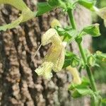 Salvia glutinosa Kukka