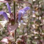 Salvia sclarea 花