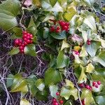 Smilax aspera Folha