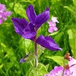 Salvia viridis Λουλούδι