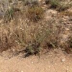 Pycnocomon rutifolium Hábito