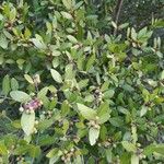 Phillyrea latifolia Лист