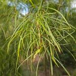 Acacia cognata Fuelha