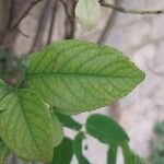Rosa laevigata Leaf