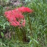 Lycoris radiata Flor
