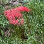 Lycoris radiata Virág