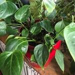 Anthurium scherzerianum Blad