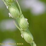 Aegilops ventricosa Fruit